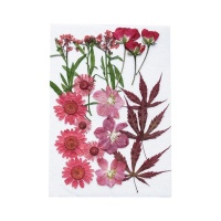 Gepresste Trockenblumen Mix Rot - Artemio - 12 Stk.