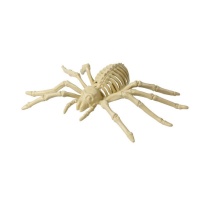 Spinne Skelett 24 x 12 cm